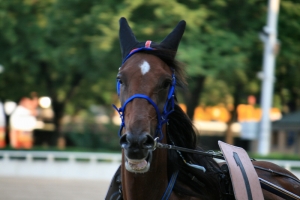 Cavallo 1