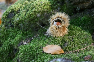 castagna