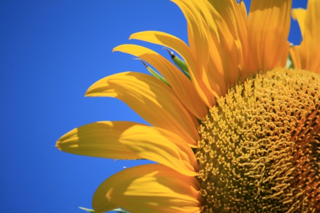 Girasole