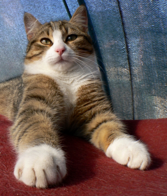 Gatto Leo