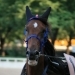 Cavallo 1