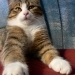 Gatto Leo